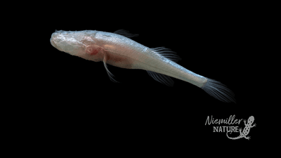 Pale, Blind Demon Cavefish Named After The Demogorgon From Stranger Things | IFLScience